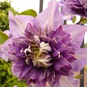 Clematis patens 'Multiblue'